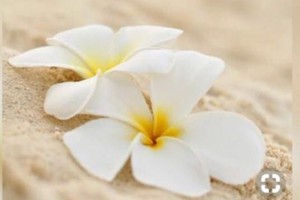 Aloha 14 March 2020 (18)