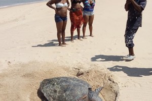 Aloha 14 March 2020 (5)